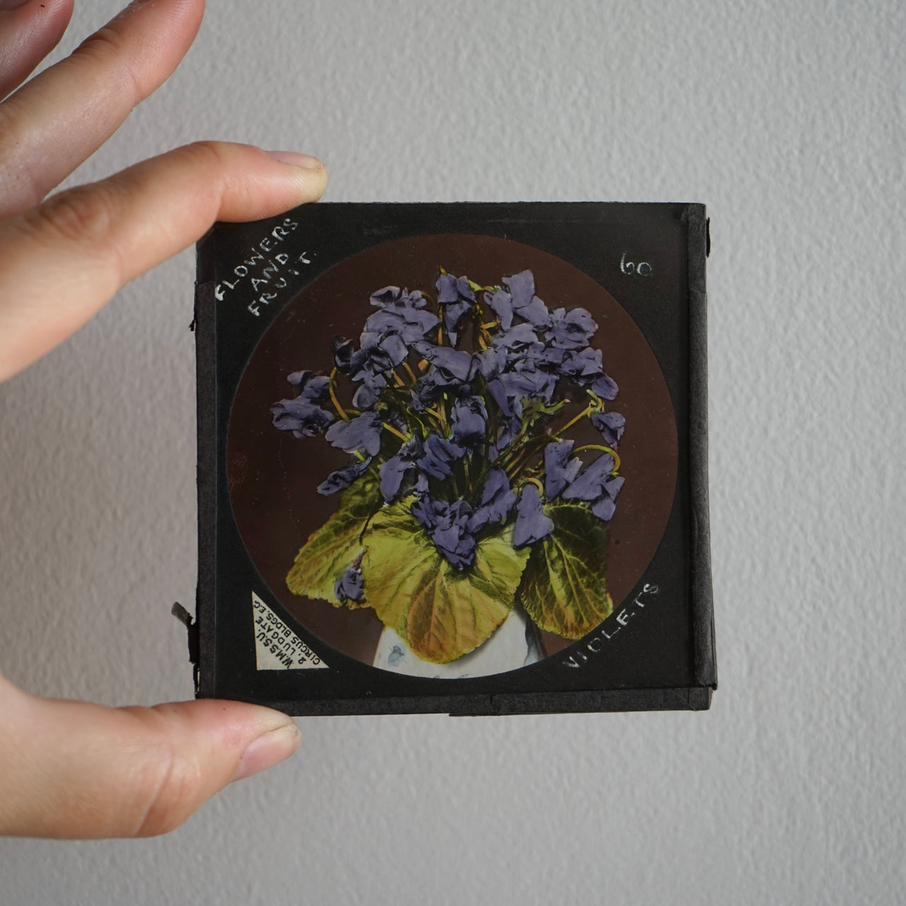 Flowers - Antique Photographic Glass Slides