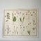 Miscellaneous Plants Educational Prints