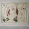 Miscellaneous Plants Educational Prints