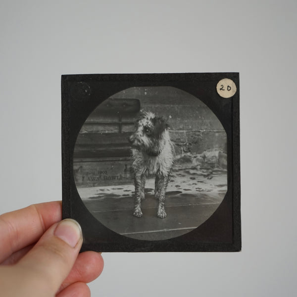 Animals - Antique Photographic Glass Slides
