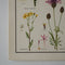 Daisy Family Educational Prints