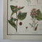 Daisy Family Educational Prints