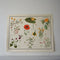 Miscellaneous Plants Educational Prints