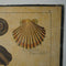 Antique Educational Print - Shells