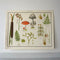 Miscellaneous Plants Educational Prints