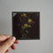 Flowers - Antique Photographic Glass Slides
