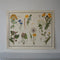 Daisy Family Educational Prints