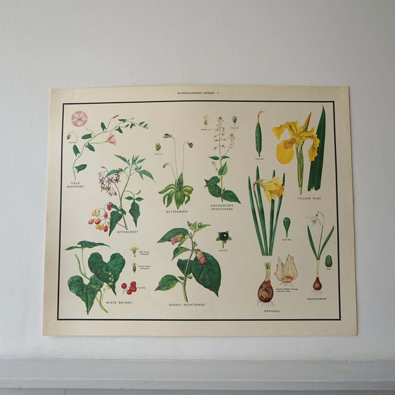 Miscellaneous Plants Educational Prints