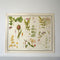 Miscellaneous Plants Educational Prints