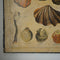 Antique Educational Print - Shells
