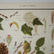 Parts of Trees Educational Prints