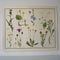 Daisy Family Educational Prints