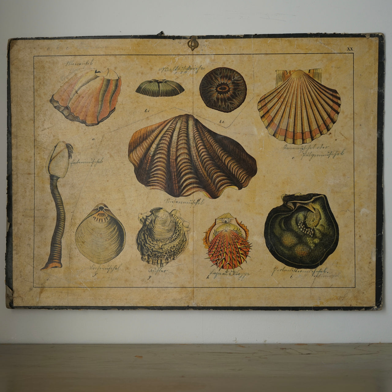 Antique Educational Print - Shells