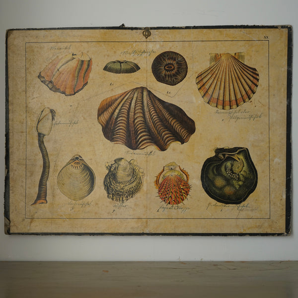 Antique Educational Print - Shells
