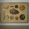 Antique Educational Print - Shells
