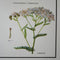 Daisy Family Educational Prints