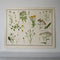 Daisy Family Educational Prints