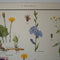 Daisy Family Educational Prints
