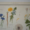 Daisy Family Educational Prints