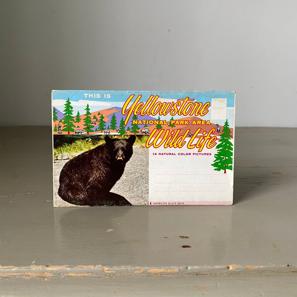 Yellowstone National Park Fold Out Souvenir Postcard