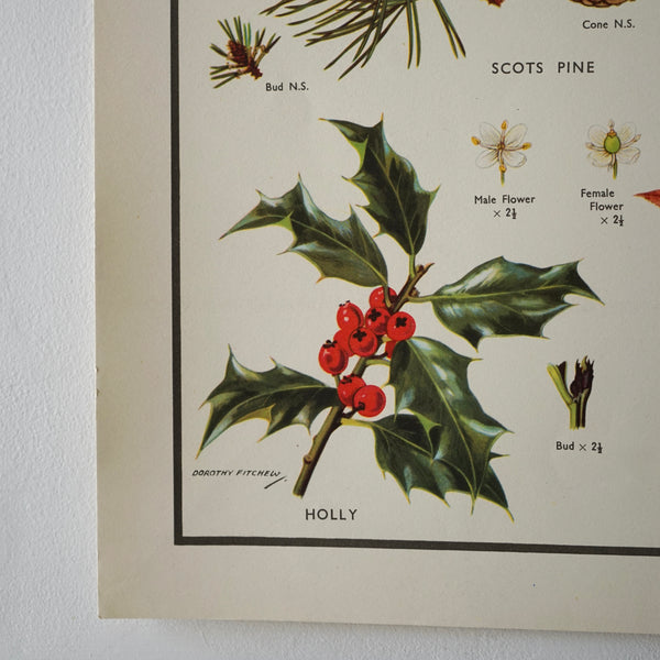 Parts of Trees Educational Prints