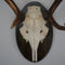 8 Point Antlers on shield