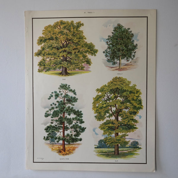 Trees Species Educational Prints