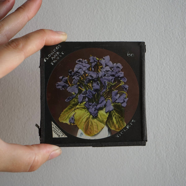 Flowers - Antique Photographic Glass Slides
