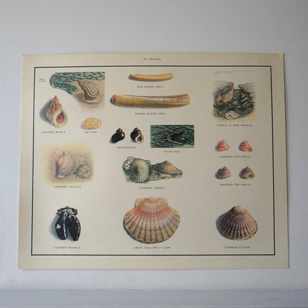 Sea Creatures Educational Posters
