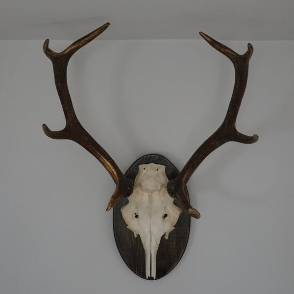 8 Point Antlers on shield