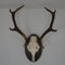 8 Point Antlers on shield