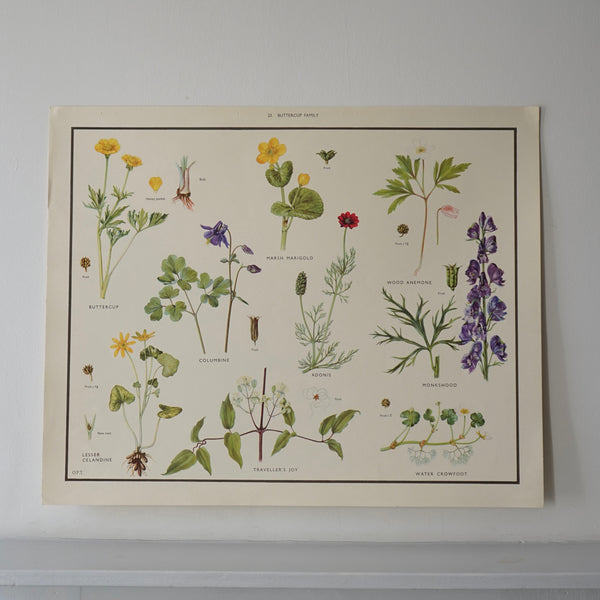 Plant Families Educational Prints