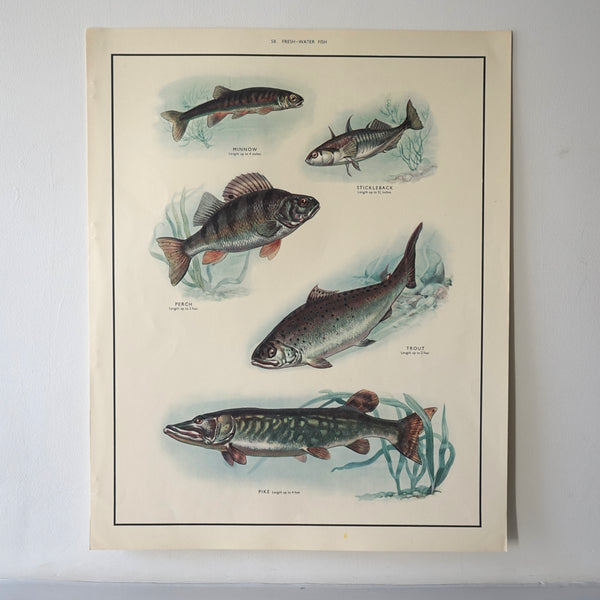 Fresh-Water Fish Educational Poster