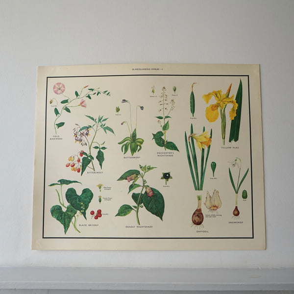 Miscellaneous Plants Educational Prints