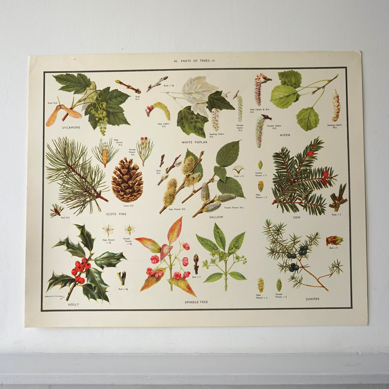 Parts of Trees Educational Prints