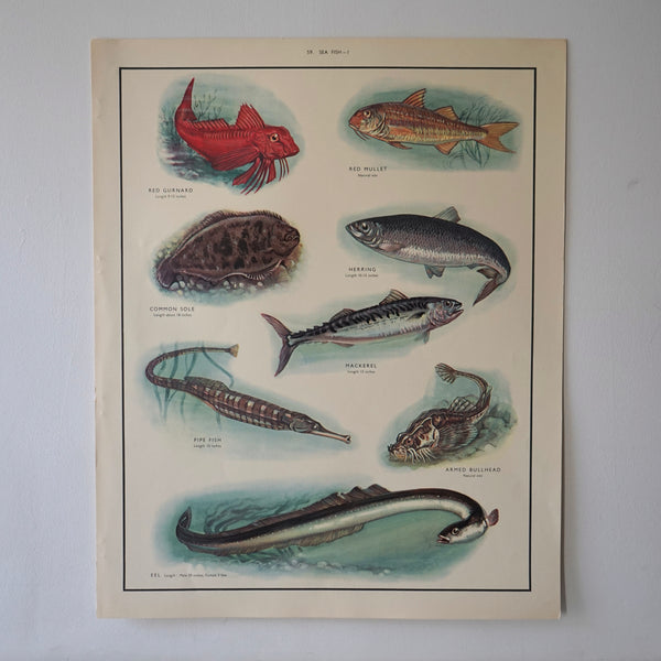 Sea Fish Educational Prints