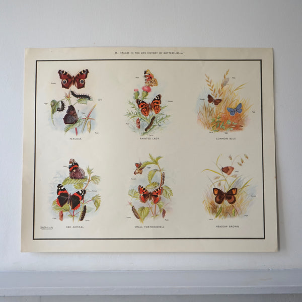 Stages In The Life History Of Butterflies Educational Print