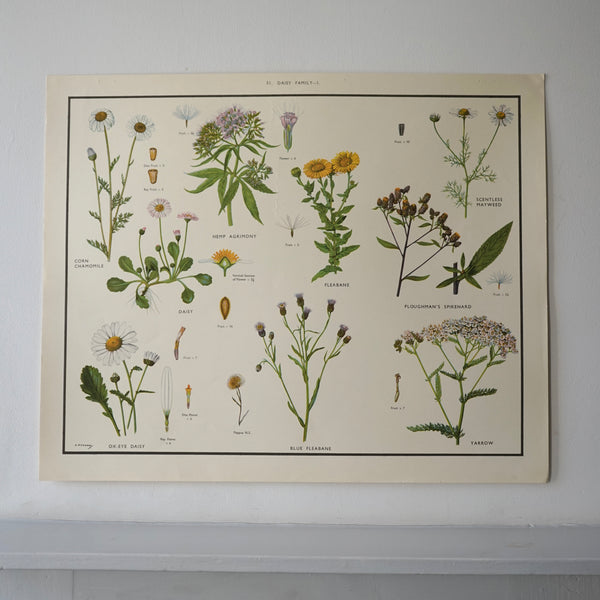 Daisy Family Educational Prints