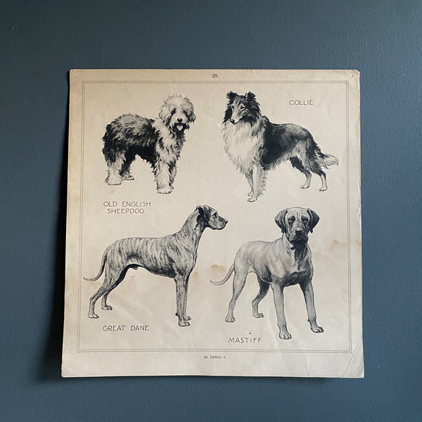 Educational Print - Dogs no.28